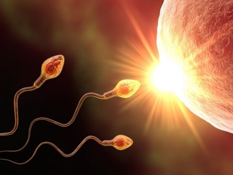 spermă
